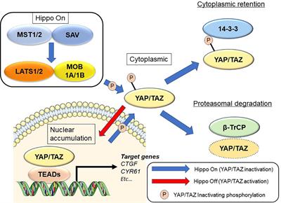 Biological Significance of YAP/TAZ in Pancreatic Ductal Adenocarcinoma